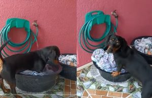 Vídeo: cãozinho salsicha conquista web ao ajudar ‘mãe humana’ a lavar roupas