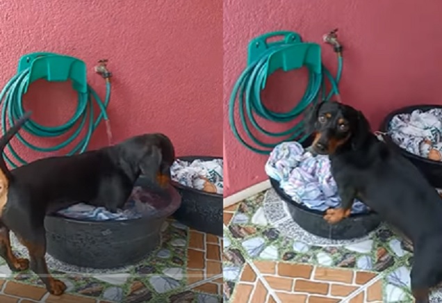 caozinho