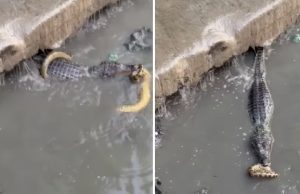Cadeia alimentar: vídeo registra momento que jacaré tenta engolir cobra no igarapé do MinduDuelo de gigantes