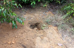 Vídeo: corpo é encontrado enterrado em área de mata na avenida das Flores