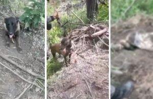 Cadela do CIP-Cães encontra corpo decapitado em Iranduba
