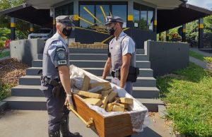 No lugar de morto: polícia apreende caixão cheio de maconha dentro de veículo funerárioAté o tucupi de maconha
