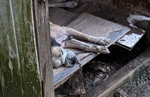 Vídeo: cachorro com a boca amarrada e à beira da morte é resgatado pela PM em Manaus: “só tapuru”