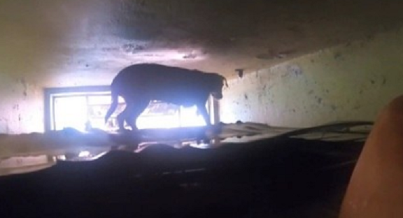 CÃO