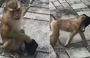 Vídeo: macaco inteligente viraliza ao achar máscara na rua e colocar no rosto