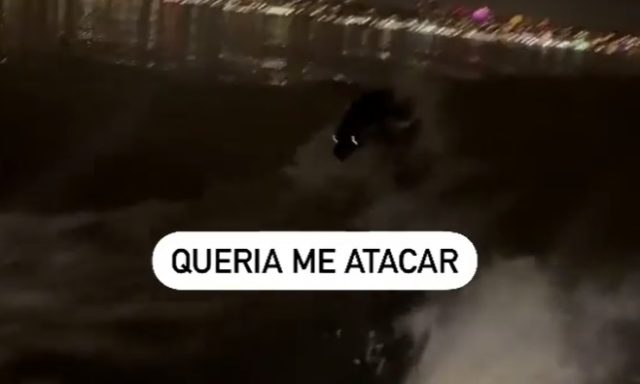 bicho