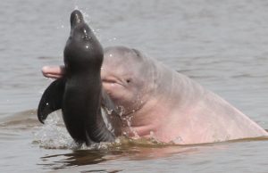 Pesquisadores afirmam que botos-cor-de-rosa do Amazonas estão ficando agressivosAtacando os filhotes