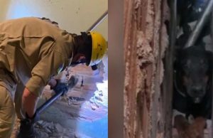 Apavorada com fogos, cadela se esconde e fica presa em paredeHomens do Corpo de Bombeiros precisaram quebrar a parede