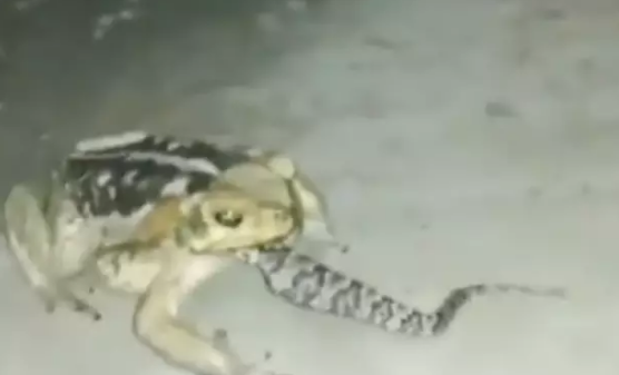 sapo