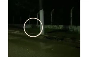 Assista: onça maceta é filmada passeando na estrada em aeroporto do Amazonas