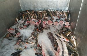 NO FLAGRA! 200 kg de tucunaré ilegal é apreendido em Novo AirãoPolícia Militar foi acionada após equipe de campo flagrar ocorrência