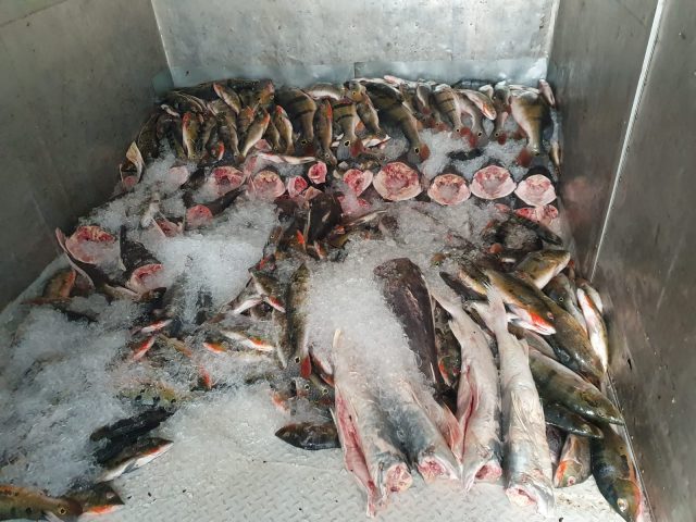 Sema APREENSÃO_TUCUNARÉ_01