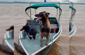 Cadela policial luta com onça e morre para proteger agentes em acampamento no AMOs militares estão ajudando nas buscas de três caçadores perdidos na mata amazônica há mais de uma semana e Honda estava na operação