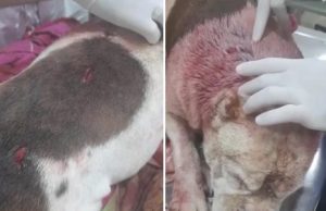 MALDADE – Após briga de cães, homem mata cachorro com 21 facadas