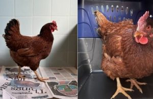Será uma espiã? Galinha invasora é presa após invadir PentágonoA invasora é uma "atraente representante" da raça Rhode Island Red