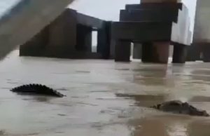 Pescadores flagram jacaré maceta de bubuia no Rio Madeira: “Parece um dinossauro”O réptil tinha aproximadamente 4 metros