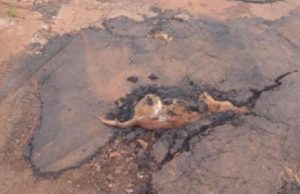 REVOLTANTE – Corpo de vira-lata caramelo é asfaltado junto a buraco