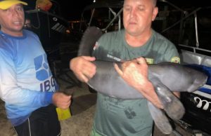 OINTEW! 😍 Filhote de peixe-boi é resgatado em ParintinsAnimal deve ser trazido para o Instituto Nacional de Pesquisas da Amazônia (Inpa)
