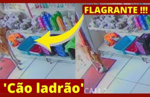 ‘Cão ladrão’ invade pet shop com ‘cãoparsa’, furta ração e foge abanando rabo; VÍDEO