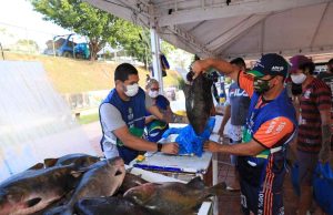 Feirão do Pescado inicia nesta quarta-feira, em ManausDurante a Semana Santa, aproximadamente, 100 toneladas de peixes serão disponibilizadas para comercialização em três pontos da capital