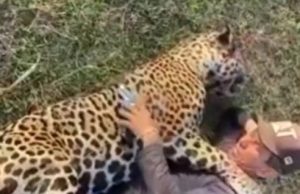 Homem mata onça-pintada e se gaba na internet: “Não tem mamãe e está no pau”O argumento usado pelo autor dos disparos é de que a onça teria comido bezerros da sua fazenda