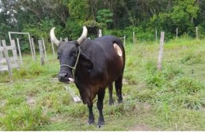‘Cinderela’, vaca da UFAM é furtada de campus em Parintins