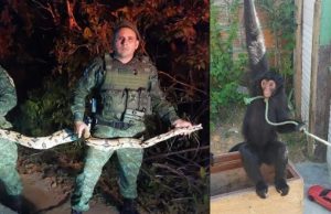 Em ações distintas, policais resgatam animais silvestres em ManausNuma ação, os policiais resgataram um macaco-aranha, mantido clandestinamente em uma residência no bairro Cidade de Deus