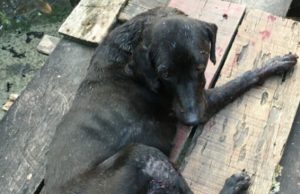 Morre cão ‘Blade’ baleado ao tentar defender dono durante ataque criminoso em Manaus