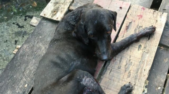 cão blade