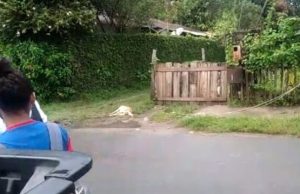 Cãozinho morre e sem saber salva crianças de eletrocutamento em Manaus