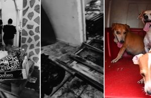 Mulher é presa por maus-tratos a animais, em ManausCaso foi denunciado por vizinhos da residência onde estavam os cães