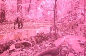 VÍDEO >>> Onça-pintada é flagrada passeando na Cachoeira do Mutum, em Presidente Figueiredo