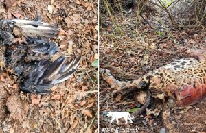 Duas onças e outros 18 animais foram envenenados no Pantanal, diz PFInvestigação analisou pedaço de fígado de uma das onças