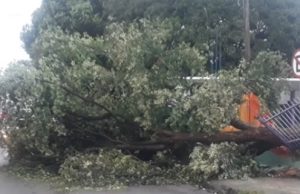 Árvore cai durante chuva e bloqueia rua em Manaus