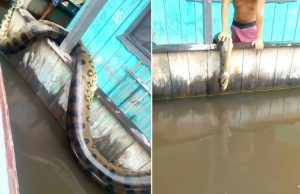 Vídeo: Com medo de ataques, moradores matam ‘Velho do Rio’ no AM