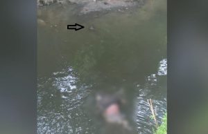 Cadáver é encontrado boiando e robeado por jacarés em igarapé em Manaus