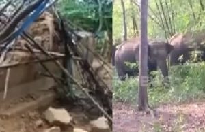 Elefante que pisoteou cadáver de idosa volta com manada e destrói a casa delaBichinho vingativo