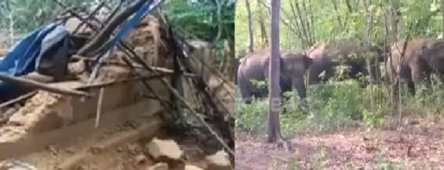 elefante