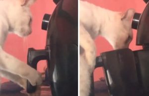 Vídeo: gato inteligentíssimo viraliza ao abrir air fryer pra roubar comida do Wesley