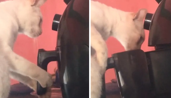 gato