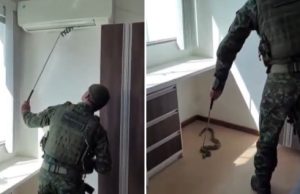 Dona jiboia dá sustão em ‘vizinha’ que a encontra dentro do ar-condicionado em ManausPegando um gelinho