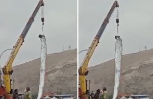 Direto das profundezas, Peixe-Remo maceta é capturado no Chile; veja