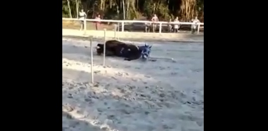cavalo