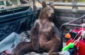 Filhote de urso fica ‘muito doida’ após comer mel alucinógeno e precisa ser resgatada; VEJA