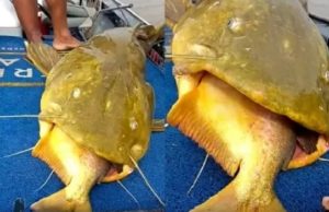 TELEZÉ – Pescador fisga pacu ‘entalado’ em boca de jaú gigante de 90 kg e mais de 1 metro