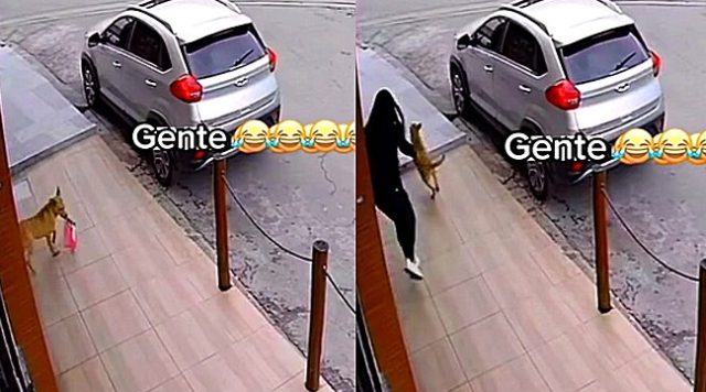 cão amarelo