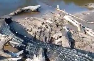 VÍDEO FORTE – Jacaré arranca pé de jovem em Manacapuru