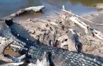 VÍDEO FORTE – Jacaré arranca pé de jovem em Manacapuru