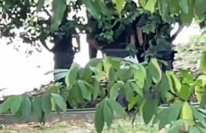 Corpo de mulher sem os cabelos é encontrado em igarapé na Chapada