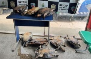 Crime ambiental: quelônios são apreendidos e homem é preso no AM